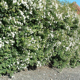 Spiraea 'Vanhoutii' - Spiræa